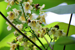 木大角豆 （きささげ）の花　４