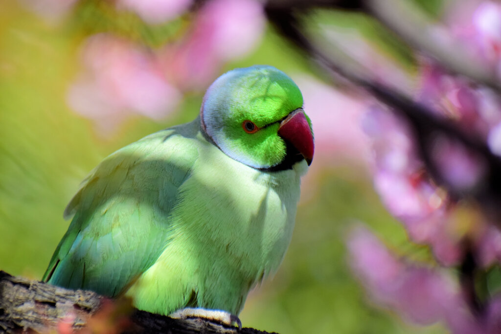 ワカケホンセイインコ（輪掛本青鸚哥）９