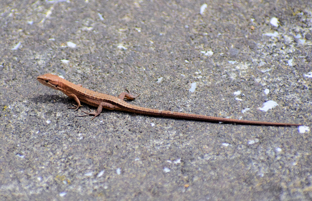 カナヘビ
