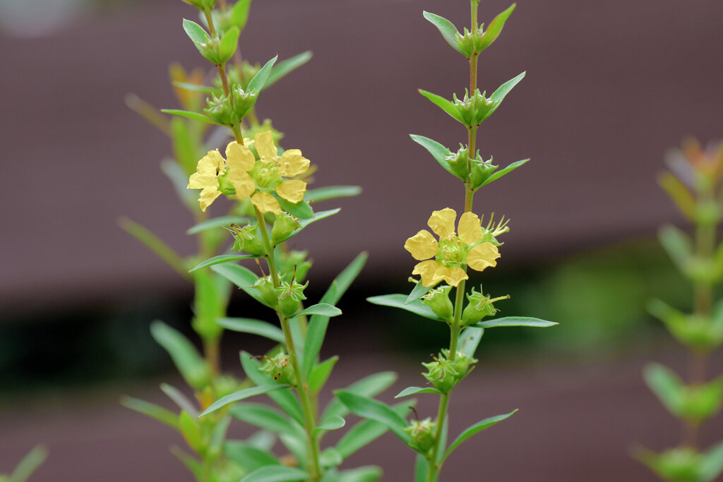 きばなみそはぎ (黄花禊萩)　５