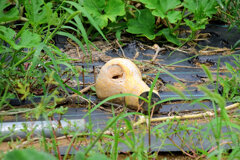 バターナッツ南瓜　８