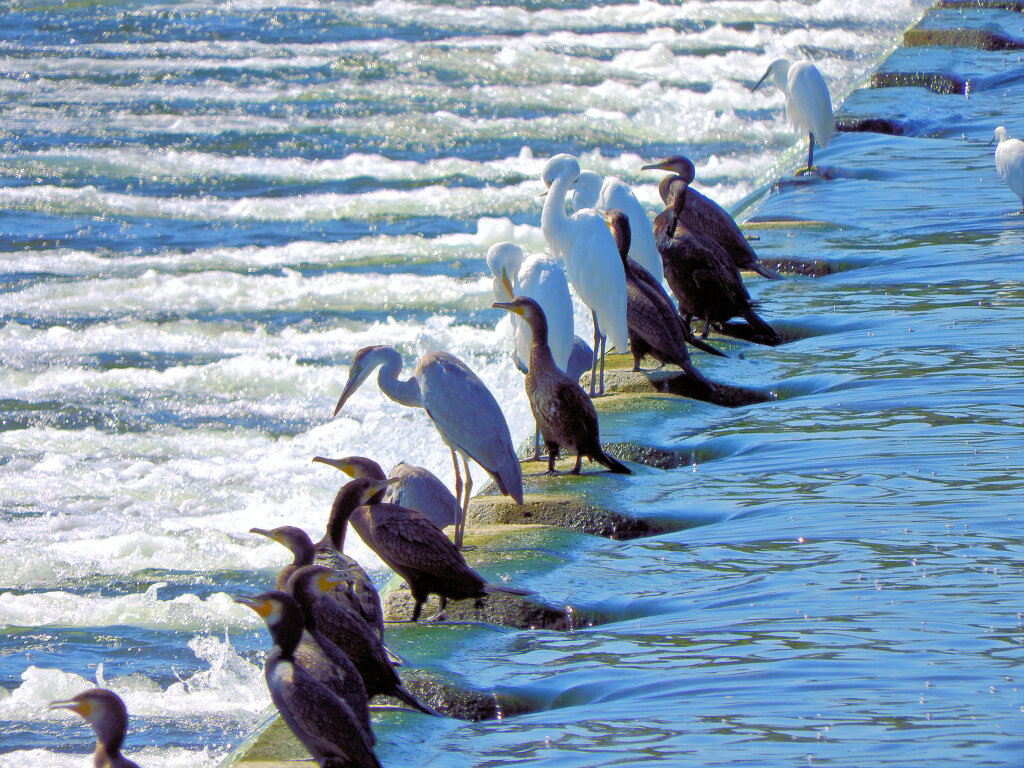 堰で獲物を待つ　川鵜や青鷺など・・・２