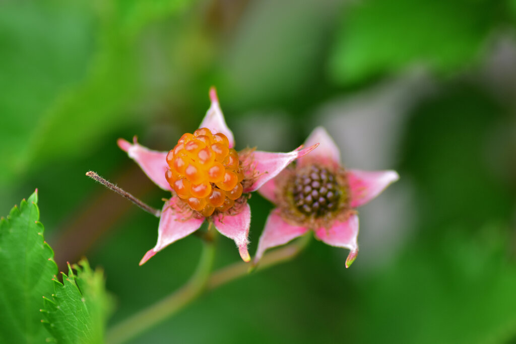 木いちご　１