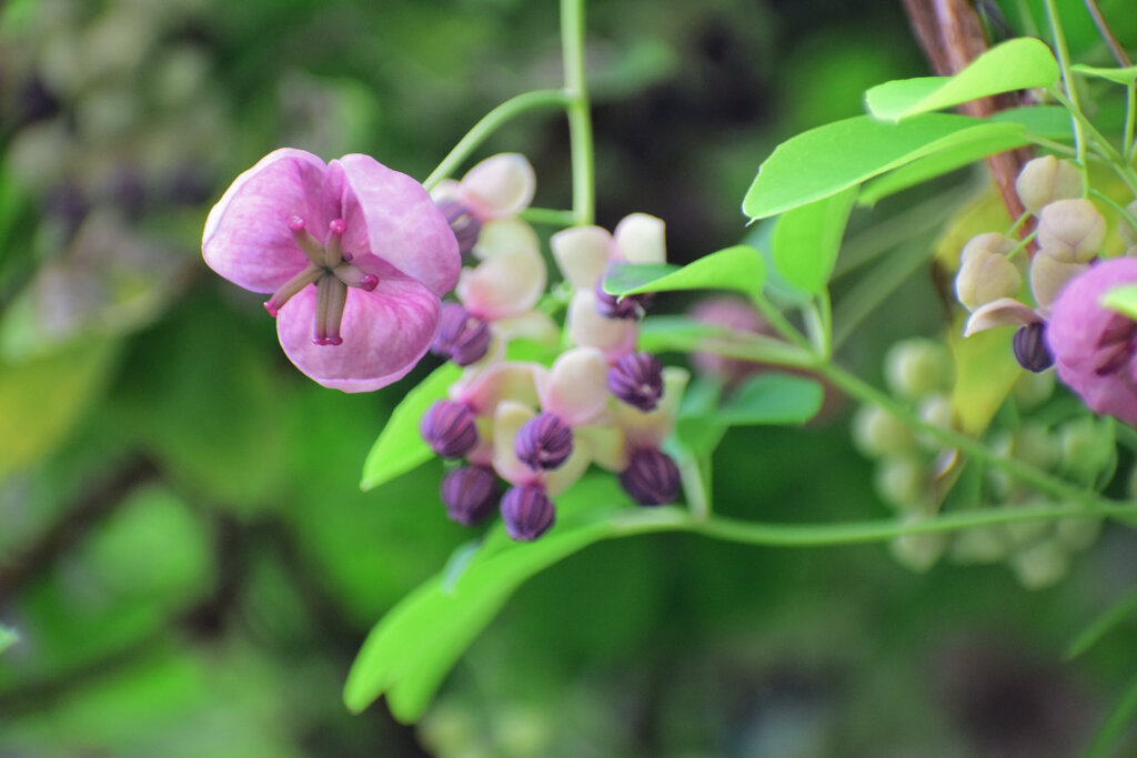 「木通」の花　１