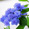 紫陽花　４