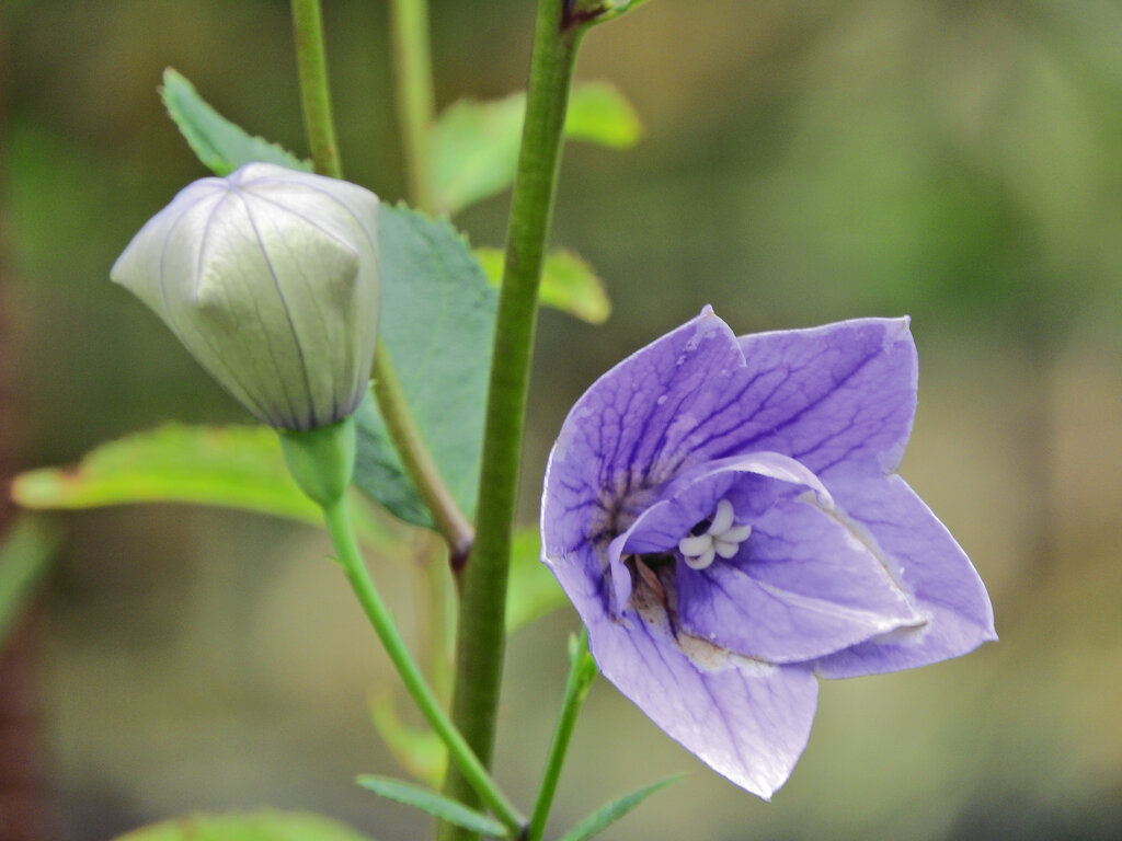 八重咲き桔梗　２