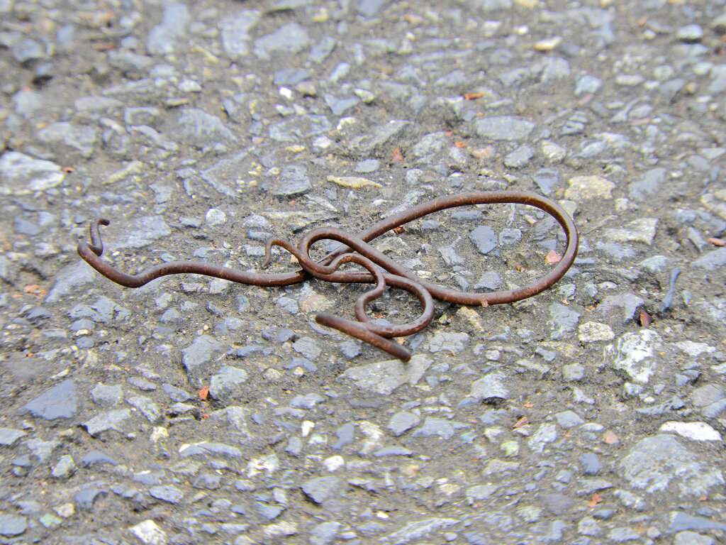 ハリガネムシ（針金虫）６