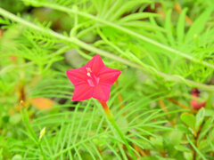 縷紅草 （るこうそう）　３