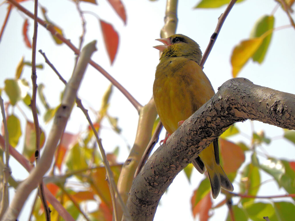 近所で囀りに見上げると　カワラヒワ　１