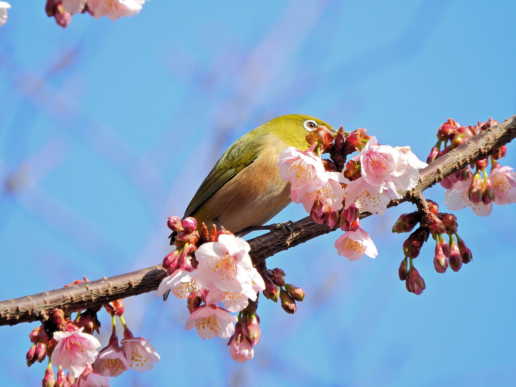 寒桜にサクジロー　２０