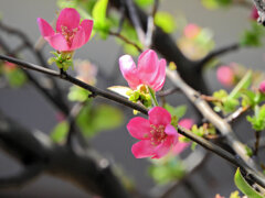 花梨 （かりん）　４