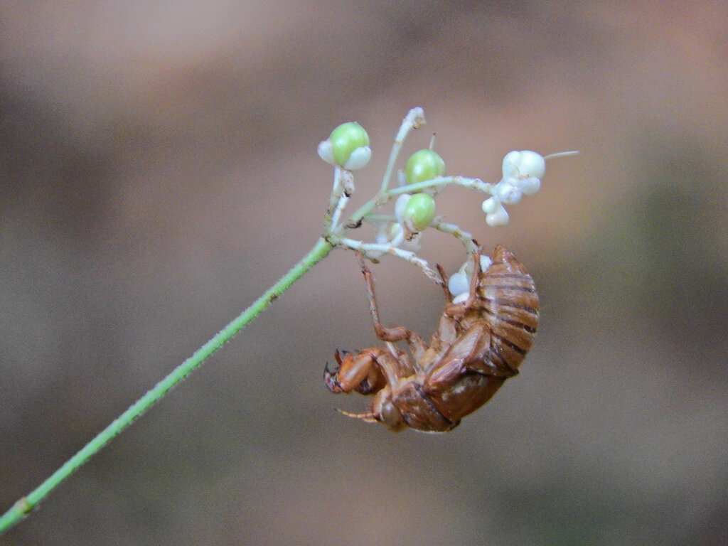 藪茗荷　空蝉