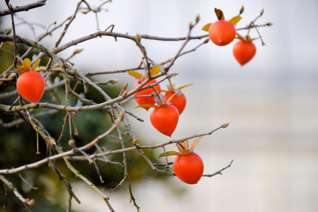 筆柿（ふでがき）４