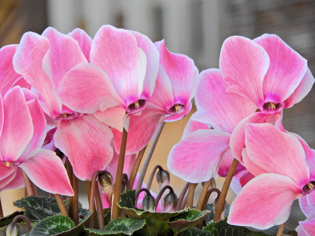 シクラメン　４