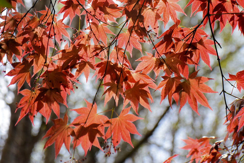 春紅葉　美しい　１３