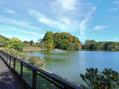 等々力緑地公園・・釣り堀池・紅葉　1/2
