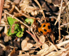 春が待ちきれない・・・てんとう虫さん３