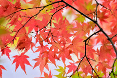 紅葉　撮り溜め　在庫処分中！　７
