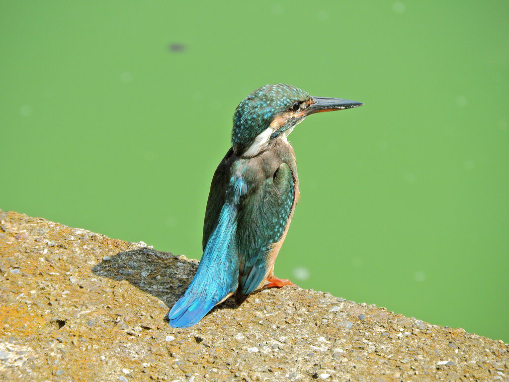 等々力緑地公園・・釣り堀池で　カワセミ　２