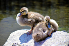 先に産まれたカルガモの雛ちゃん残った２羽です　