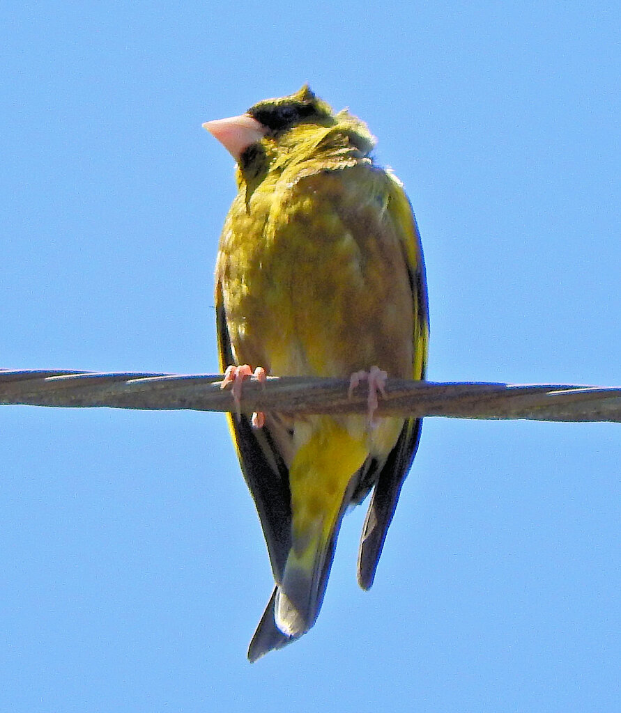 街中で囀りで見上げるとカワラヒワ　５