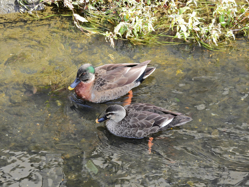 マガモとカルガモのハーフ？　とカルガモ　３