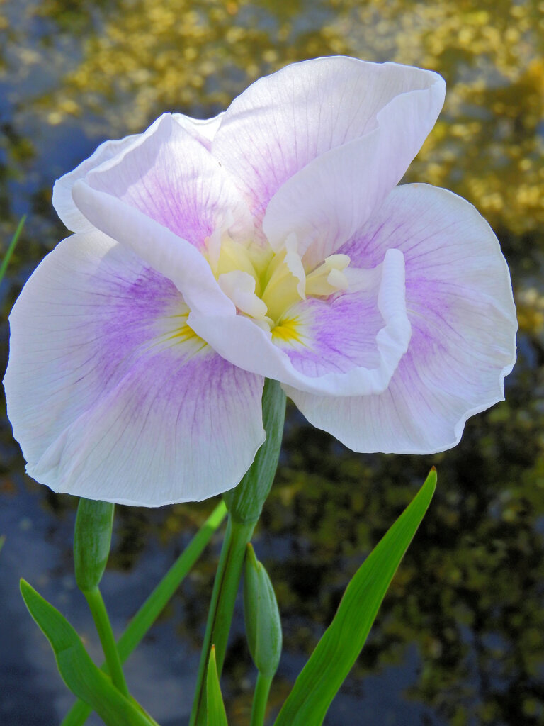 花菖蒲　５