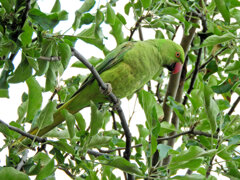 ワカケホンセイインコが林檎を喰い荒らす　５