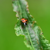 テントウ虫　三昧　２