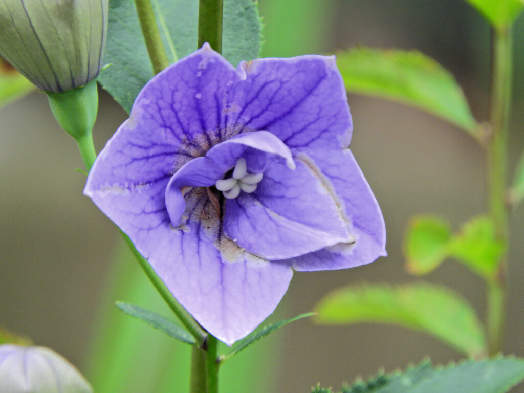 八重咲き桔梗　３