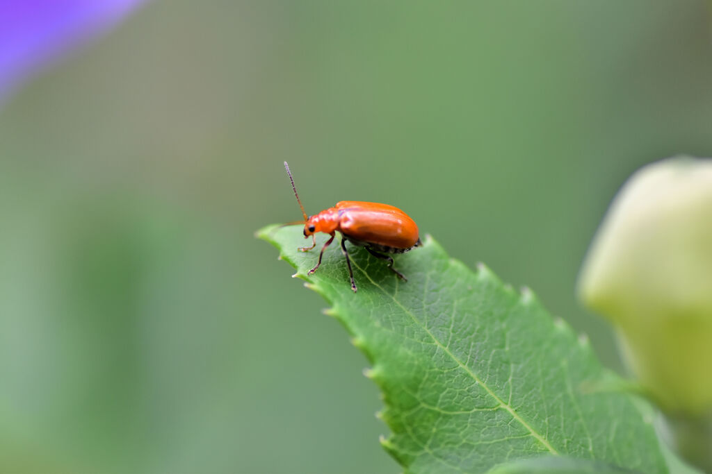 ウリハムシ 　甲虫目　カブトムシ亜目　ハムシ科　ヒゲナガハムシ亜科