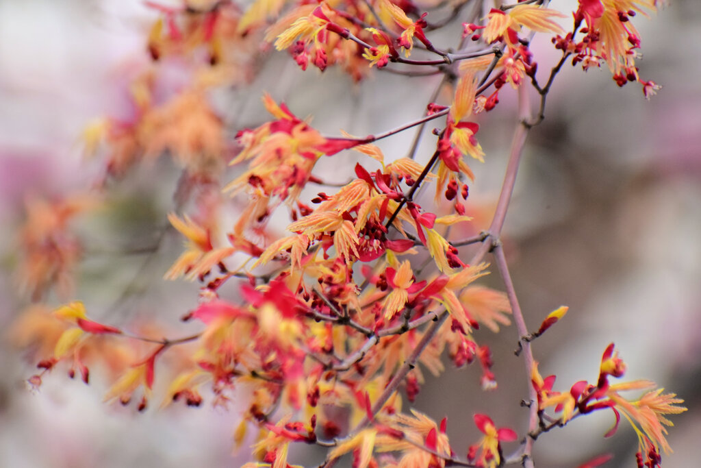 春紅葉 花　１