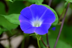 あさがおぉ～　６