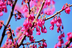 寒緋桜 （かんひざくら）　３