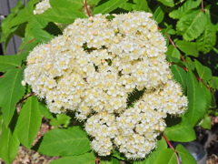 七竈（ナナカマド）の花　３