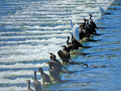 堰で獲物を待つ　川鵜や青鷺など・・・８