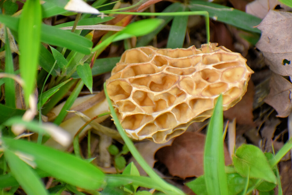 チブル星人の地球侵略か！？　アミガサタケ？　９