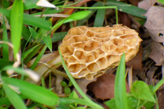 チブル星人の地球侵略か！？　アミガサタケ？　９