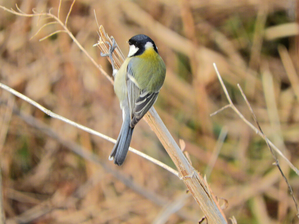 矢上川で　シジュウカラ　３
