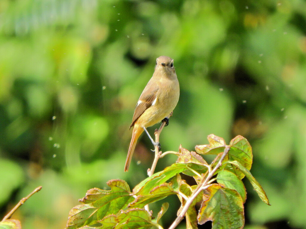 ジョビ子さんに出合いました(=^～^)oうれちっ♪　２