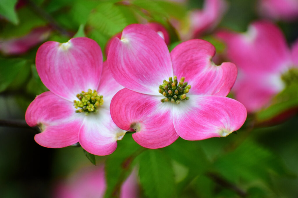 撮り溜めた　花水木　⑨