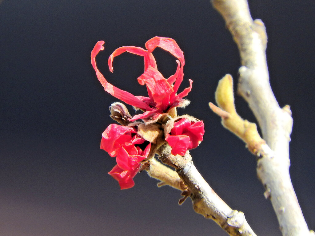  あかばなまんさく（赤花満作）が開花　３