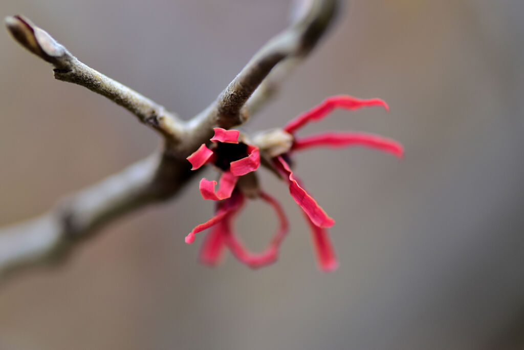 赤花万作（アカハナマンサク） １