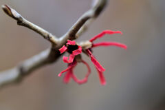 赤花万作（アカハナマンサク） １