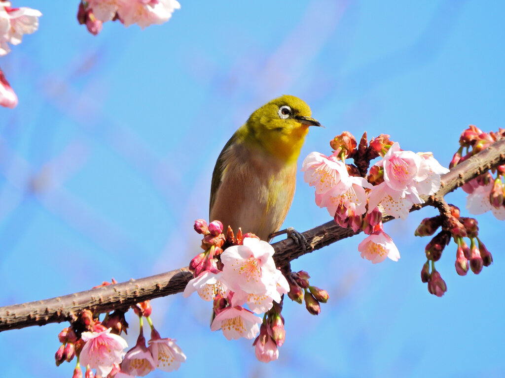 寒桜にサクジロー　１９