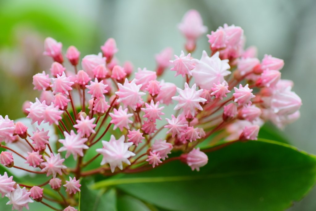 カルミア   アメリカ石楠花（しゃくなげ）　５