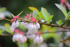 ブルーベリーの花　４