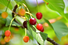 河津桜の実　１