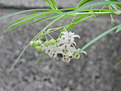 風船唐綿 （ふうせんとうわた）　花　１