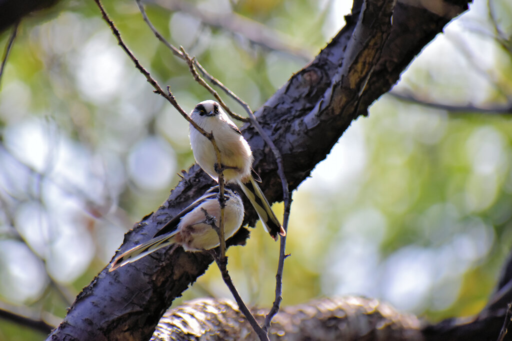 等々力緑地公園でエナガさん　５